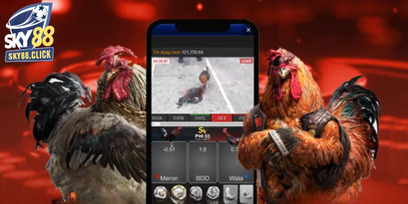 Bảng tỷ lệ cược Meron – Wala – BDD rõ ràng