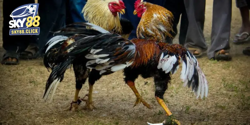Có nhiều hình thức chơi đá gà để bạn lựa chọn đặt cược