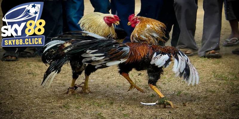 Đa dạng trường tổ chức đá gà cựa sắt