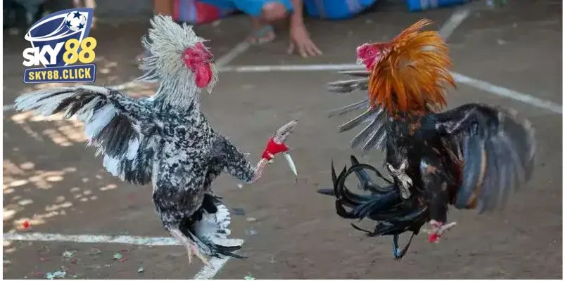 Đá gà cựa dao mỗi chiến kê sẽ được trang bị thêm vũ khí sắc nhọn