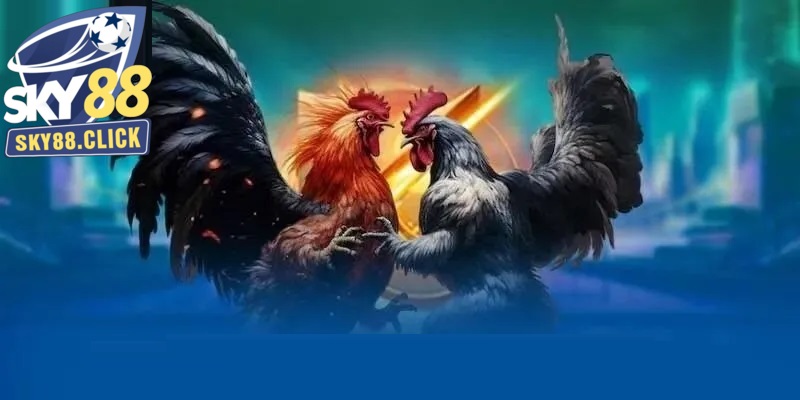 Đá gà cựa sắt cần chú ý bí quyết để dành chiến thắng