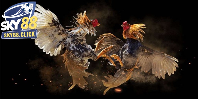 Đá gà cựa sắt có sức hút đặc biệt với mọi thành viên