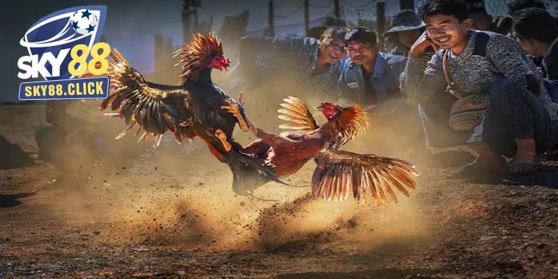 Đá gà live SKY88 hỗ trợ cá cược tiện lợi trên cả PC lẫn điện thoại