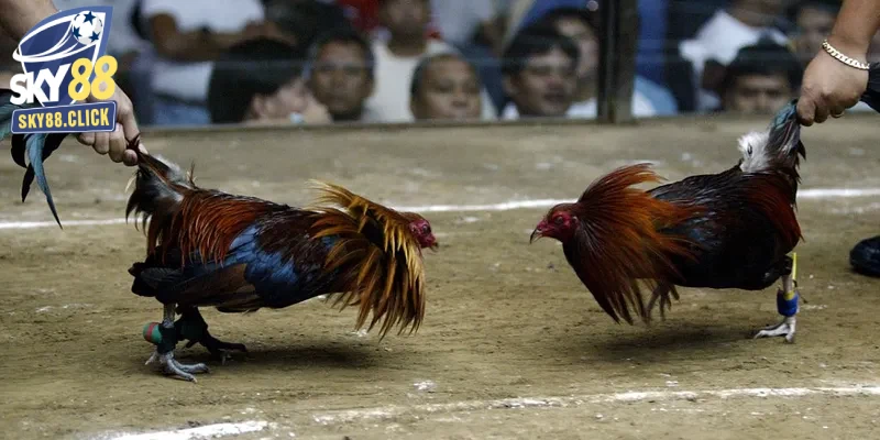 Đá gà Thomo với khán đài hoành tráng, không khí cuồng nhiệt