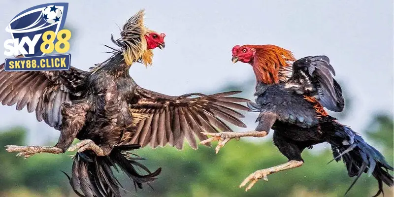 đá gà trực tiếp