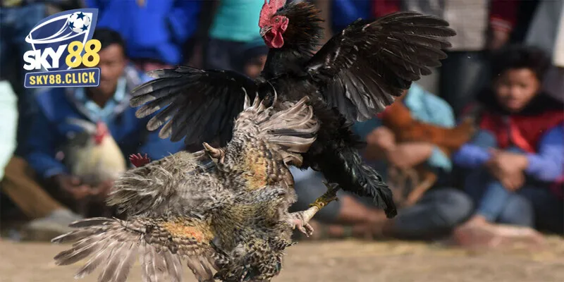 Hình thức chơi mang đến những trận đấu kịch tính, bất ngờ