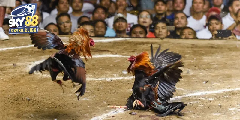 Luật chơi đá gà tại Sky88 đơn giản, không quá khó