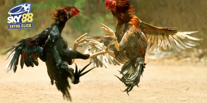 Những điểm cộng lớn mà sảnh đá gà mang đến