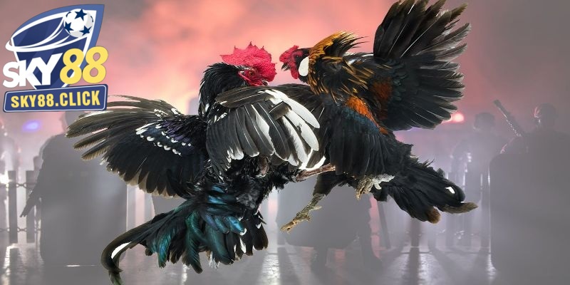 Đá gà cựa sắt