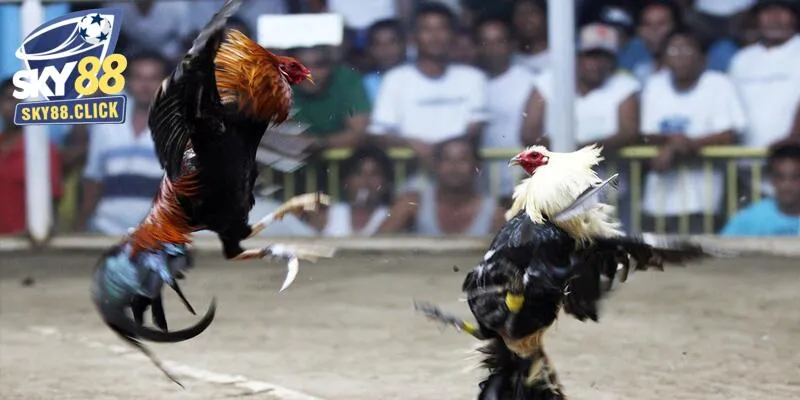 Theo dõi và phân tích chiến kê trước khi vào tiền cược